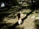 Cassi the Flying Dog - Blooper