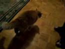 chicca