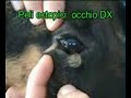 OFTALMOLOGIA VETERINARIA DVM Alessandro Prota - Napoli -ITALY