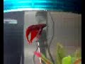 My betta setup and looper swimming around