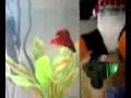 videos de My betta setup and looper swimming around