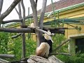 Adorable Panda Baby Fu Long, Vienna