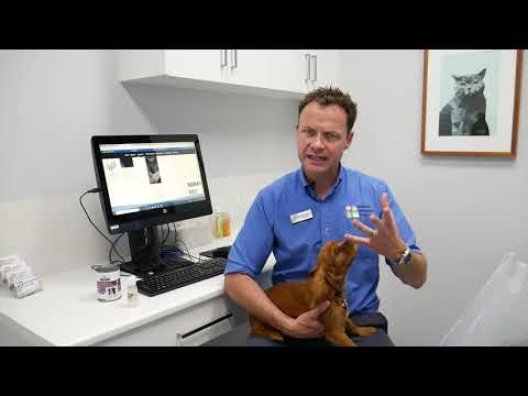 What to expect after a dog spay at Highton Vet Clinic