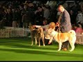 Akita Champion of Champions 2008 Leszno