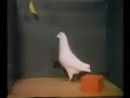 Pombo utilizando instrumento
