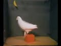 Pombo utilizando instrumento