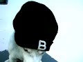 bozo was a stray that we took off the street. we've had him 3 years already. this afternoon i thought he was cute with a skull cap on. :d

music: free mp3 