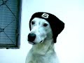 bozo was a stray that we took off the street. we've had him 3 years already. this afternoon i thought he was cute with a skull cap on. :d

music: free mp3 