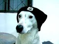 bozo was a stray that we took off the street. we've had him 3 years already. this afternoon i thought he was cute with a skull cap on. :d

music: free mp3 