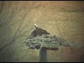 blackbird-attack-osprey.html