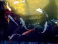 koi pond - peace