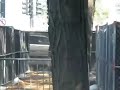 lollapalooza 2010
