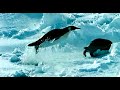 march of the penguins