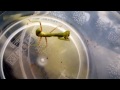 Click here to watch this video Mantis juve catching jumping spider