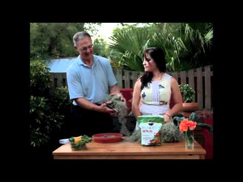 how to grow spanish moss