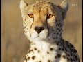 Caracal vs Cheetah Fastest Hunting
