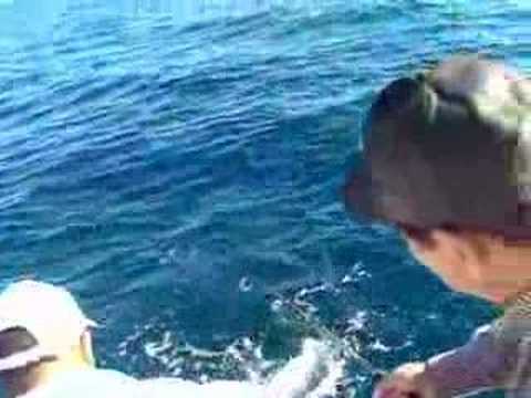 Jigging for Yellowtail San Carlos ...