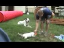 Chasey first back yard bite session