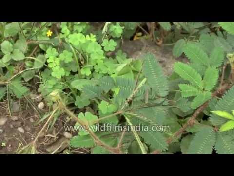 how to replant a mimosa tree