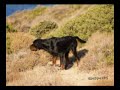 hunting with gordon setter in hellas