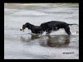hunting with gordon setter in hellas