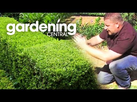 how to replant a hedge