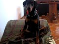 Dobermann wendy in contemplazione Zen