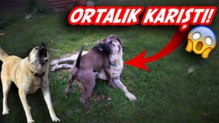 KANGAL ÇİFTLİĞİNDE PİTBULL KAÇINCA ORTALIK 