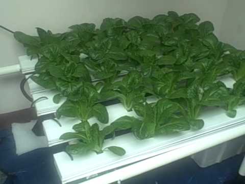 how to grow nft