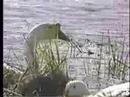 Aflac Commercial