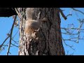 HD Squirrel in Hav-a-hart Trap (test of High Definition, HD) HD Squirrel in Hav-a-hart Trap (test of High Definition, HD)