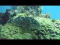 Busselton Jetty Underwater Observatory Video Series