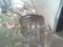 Giant house spider kills again