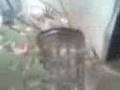 Giant house spider kills again