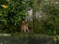 videos de cats fighting show in section 17,Petaling Jaya