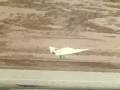X-23B Nasa Experimental Craft