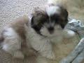 Gizmo the Shih Tzu - playing inside (11 weeks old)