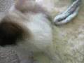 Shih Tzu video