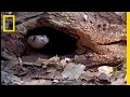 Cobra vs. Monitor Lizard