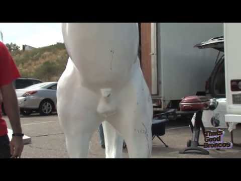 horse penis