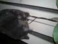 videos de Attack of the Cat