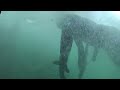 Spear fishing Giant Mangrove Snapper Spear fishing Giant Mangrove Snapper