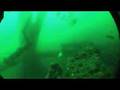 Spear fishing Giant Mangrove Snapper