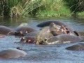 Spektakul�re Tierwelt im Ngorongoro-Krater in Tansania