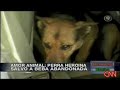 Dog Saves Baby