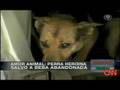 Dog Saves Baby View Video