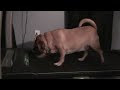 Rylee on Treadmill