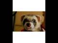 videos de Moritz