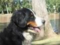 BOYERO DE BERNA PUPPIES 