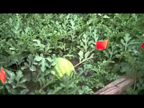 how to grow potatoes ppt